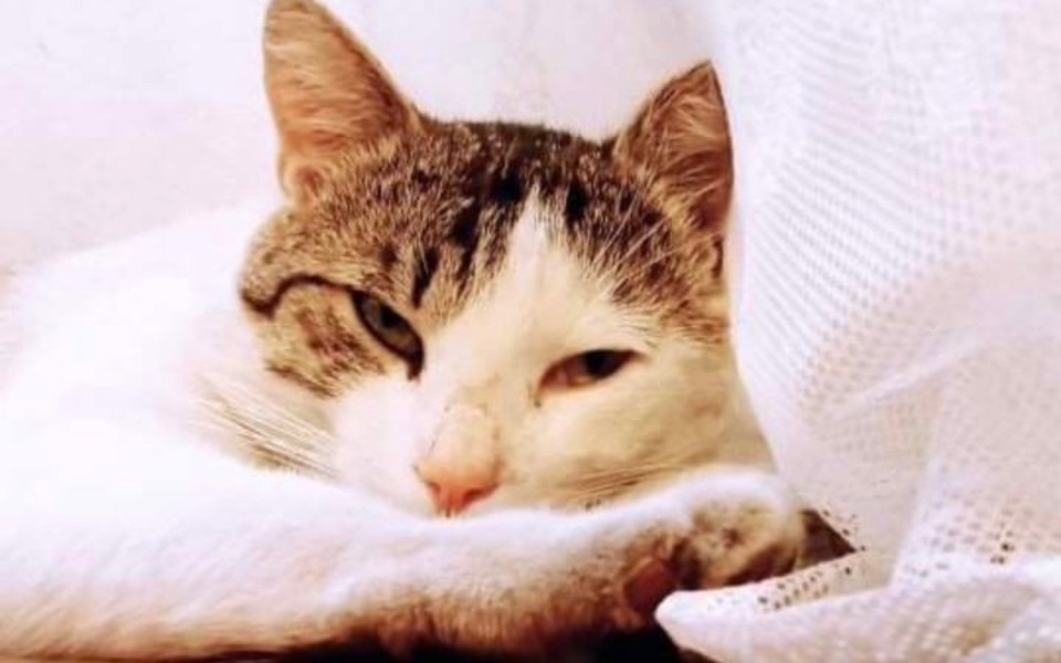 
        Zbiórka Ratujmy małego kotka z mocznicą - zdjęcie główne
    