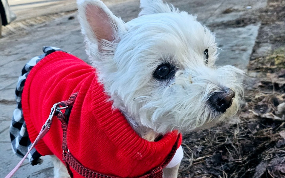 
        Zbiórka Dla Kofi wsparcie onkologiczne - zdjęcie główne
    