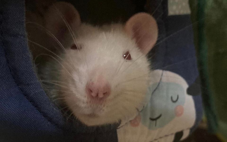 
        Zbiórka Pomocna łapka dla Bezy - zdjęcie główne
    