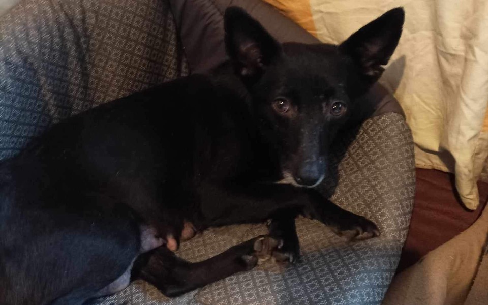 
        Zbiórka Hotel z behawiorysta - zdjęcie główne
    