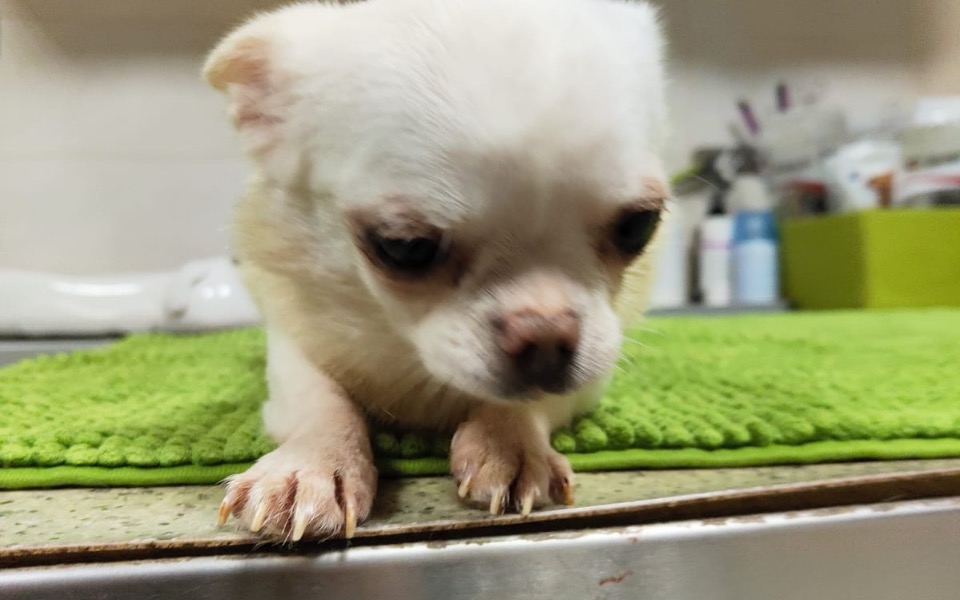 
        Zbiórka Dwie chi z ropomaciczem - zdjęcie główne
    