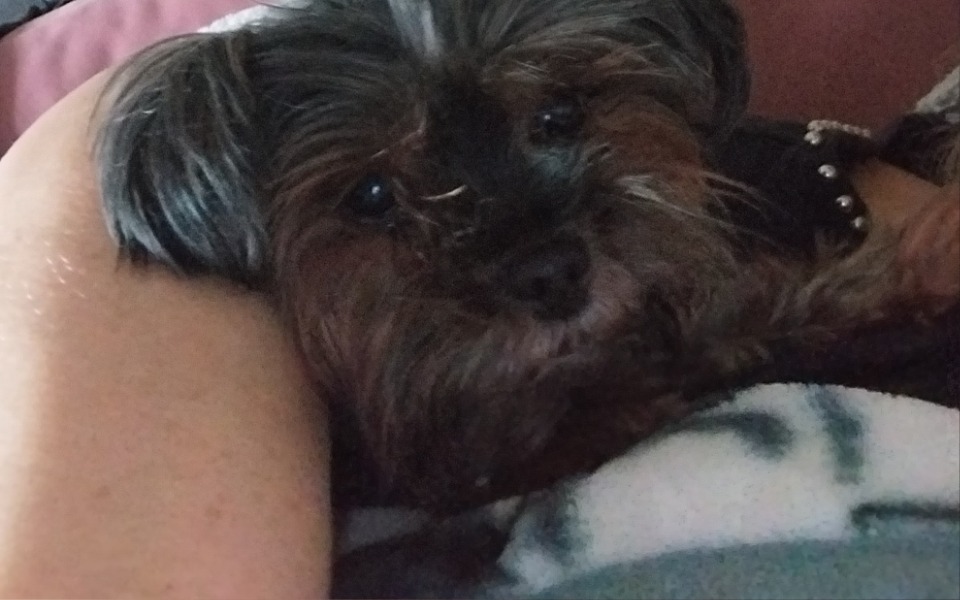 
        Zbiórka Rechabillitacja pieska - zdjęcie główne
    