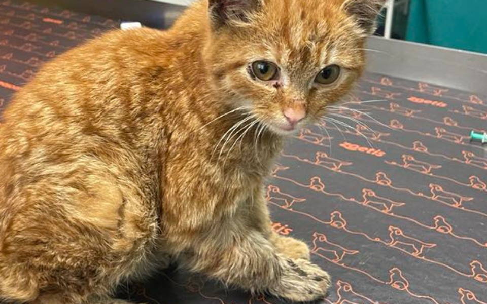 
        Zbiórka Koci maluszek walczy o życie - zdjęcie główne
    