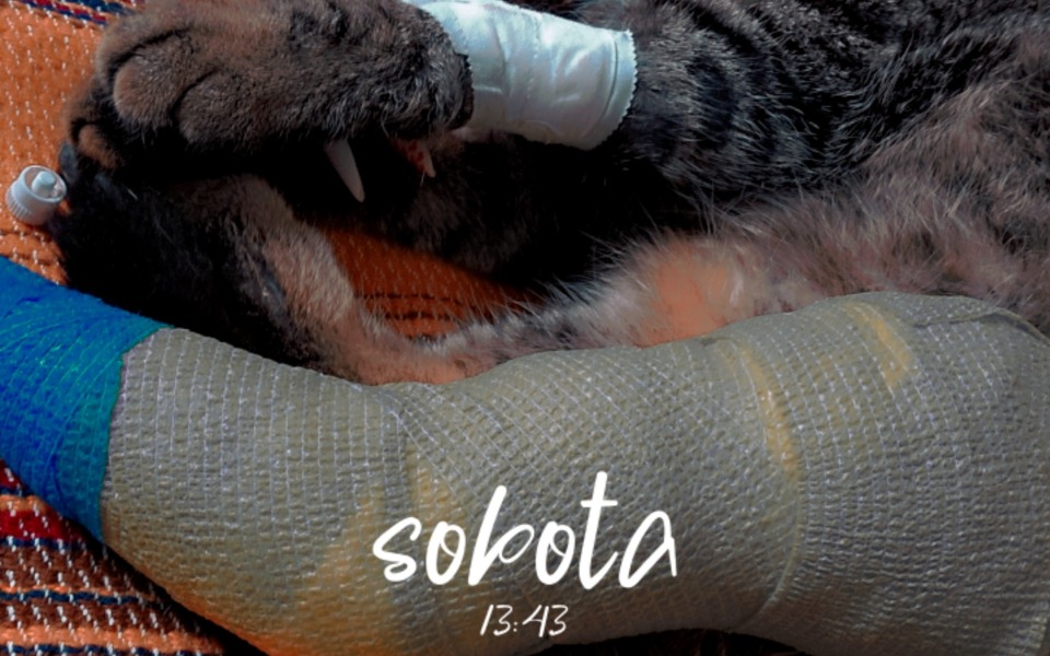 
        Kot z opatrunkiem na łapie, leżący na dywanie.
    