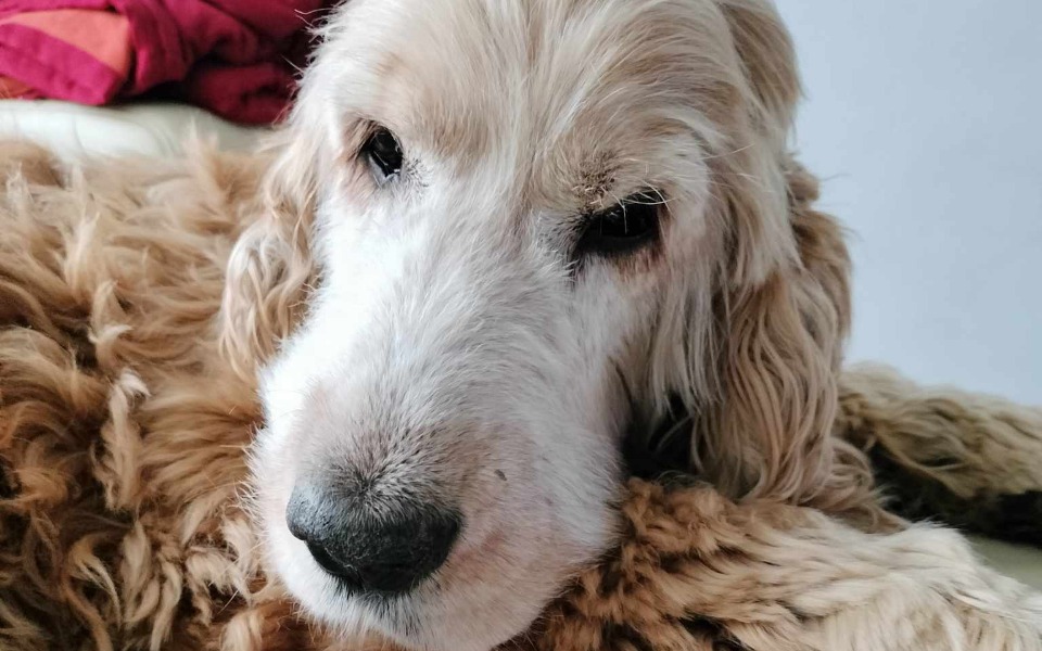 
        Zbiórka Diagnoza Ferdynanda - zdjęcie główne
    