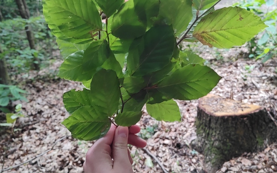 
        Zbiórka Na marzenie koncert SANAH - zdjęcie główne
    