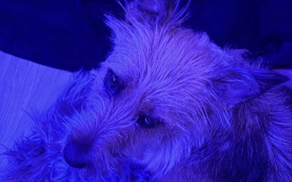 
        Zbiórka Na operację i leki dla pieska - zdjęcie główne
    