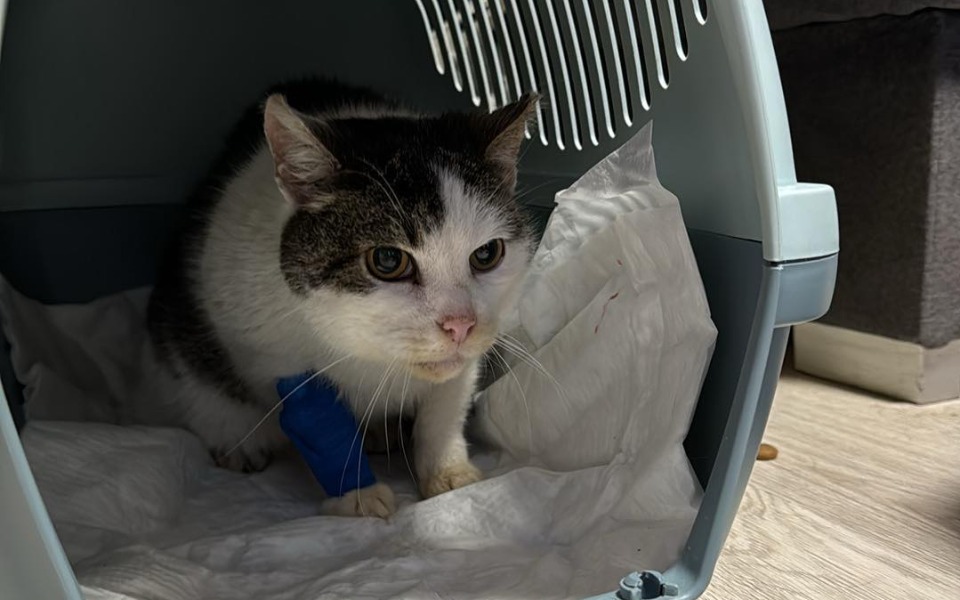 
        Kot w transporterze, z opatrunkiem na łapie.
    