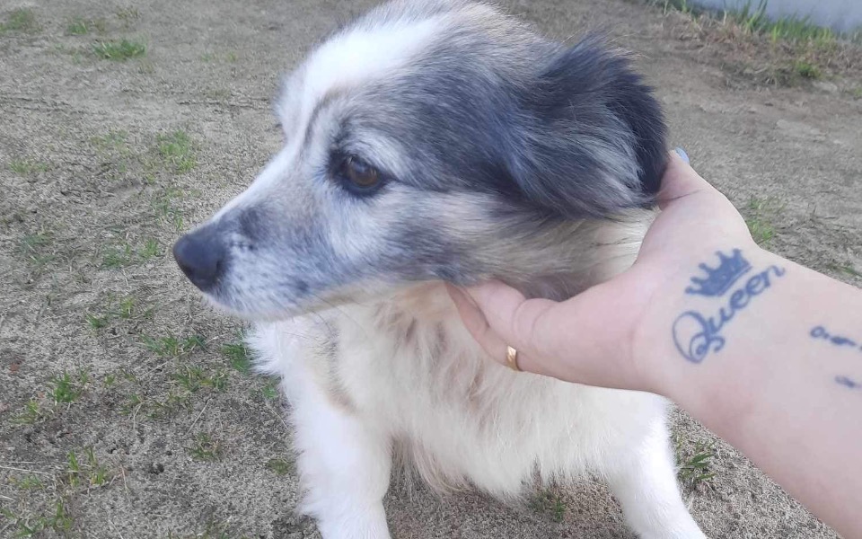 
        Zbiórka Zagrożony wywózka.. - zdjęcie główne
    