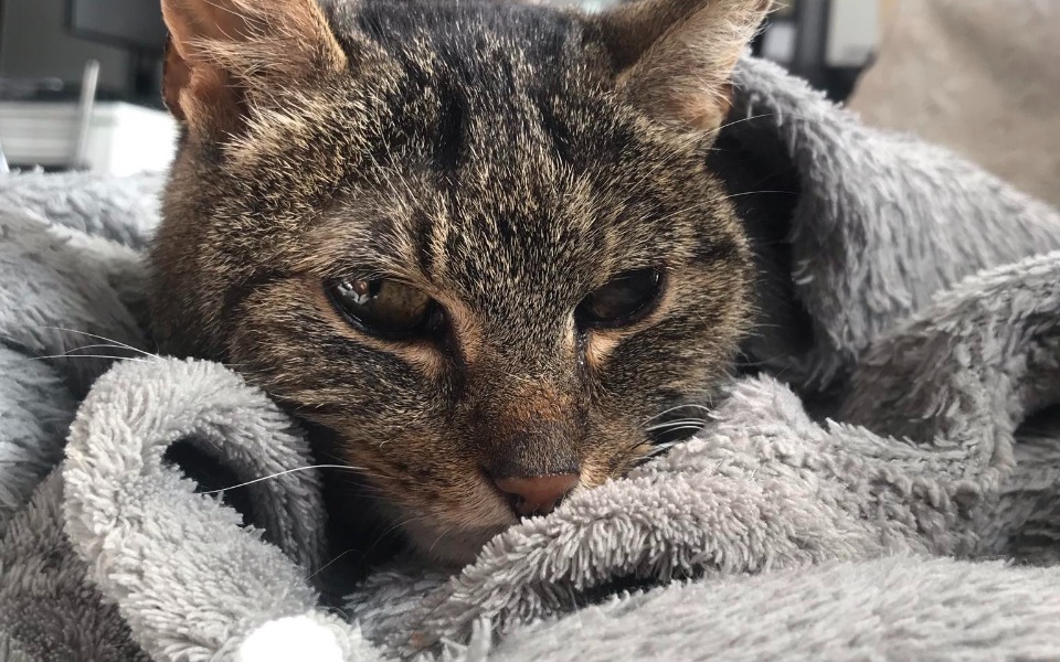 
        Zbiórka Walka o życie... dla Iskierki... - zdjęcie główne
    