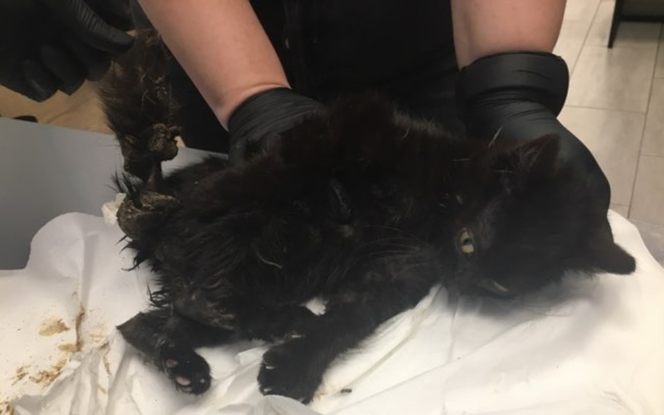 
        Zbiórka Wyniszczony Staś prosi o pomoc - zdjęcie główne
    