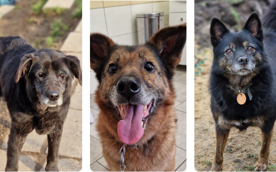 Zbiórka Na leczenie bezdomniakow - zdjęcie główne