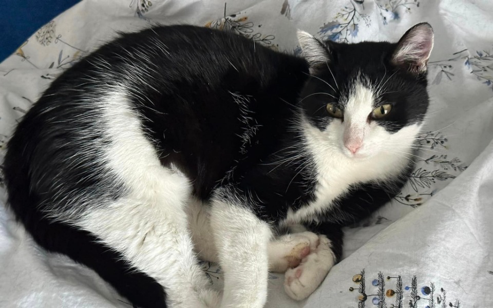 
        Zbiórka Leczenie białaczki u kota - zdjęcie główne
    