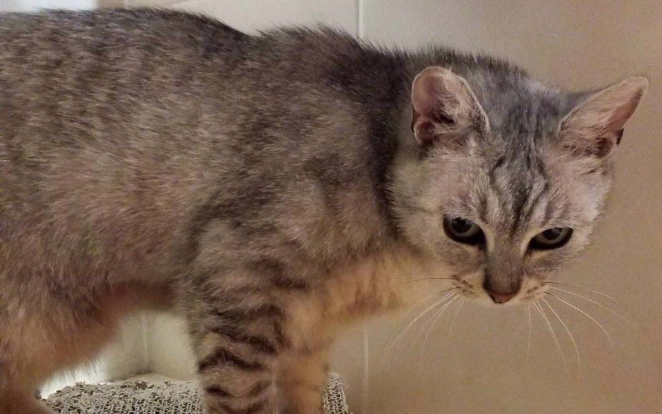 Zbiórka Leczenie bezdomnej Iskiereczki. - zdjęcie główne