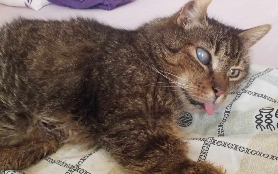 
        Kot z jednym okiem, leży na łóżku, wygląda na zrelaksowanego.
    