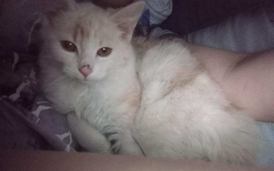 
        Zbiórka Rozwoj firmy leczenie kotka - zdjęcie główne
    