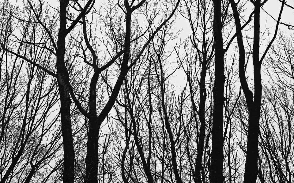 
        Zbiórka Na miechtu - zdjęcie główne
    