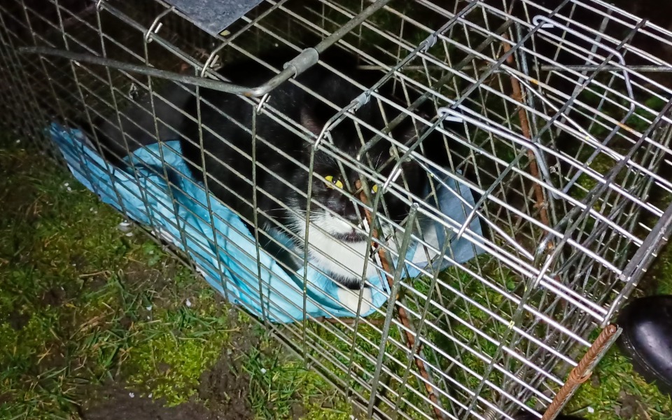 Zbiórka Akcja kastracja - Góra - zdjęcie główne