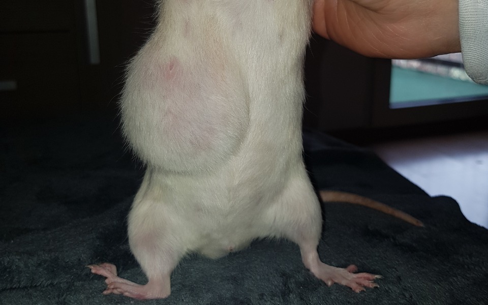 Zbiórka Na Zabieg i Leczenie dla Belli - zdjęcie główne