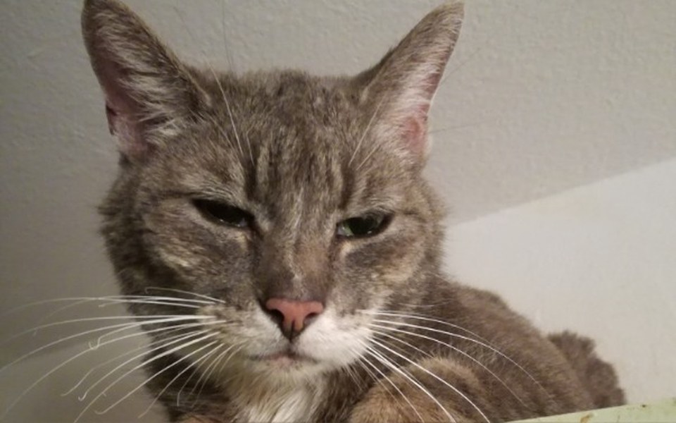 
        Zbiórka Pysia przegrała, dług pozostał - zdjęcie główne
    