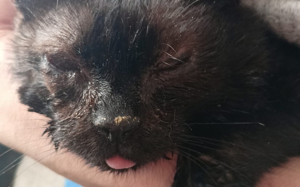 
        Zbiórka Zapalenie otrzewnej - zdjęcie główne
    