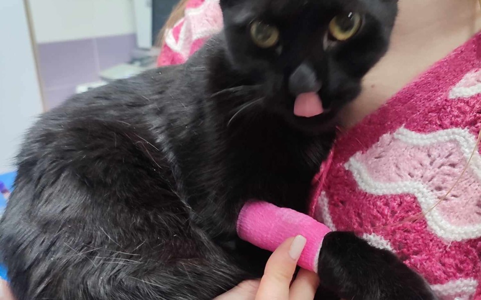 
        Zbiórka Kaja nie chce już umierać.. - zdjęcie główne
    