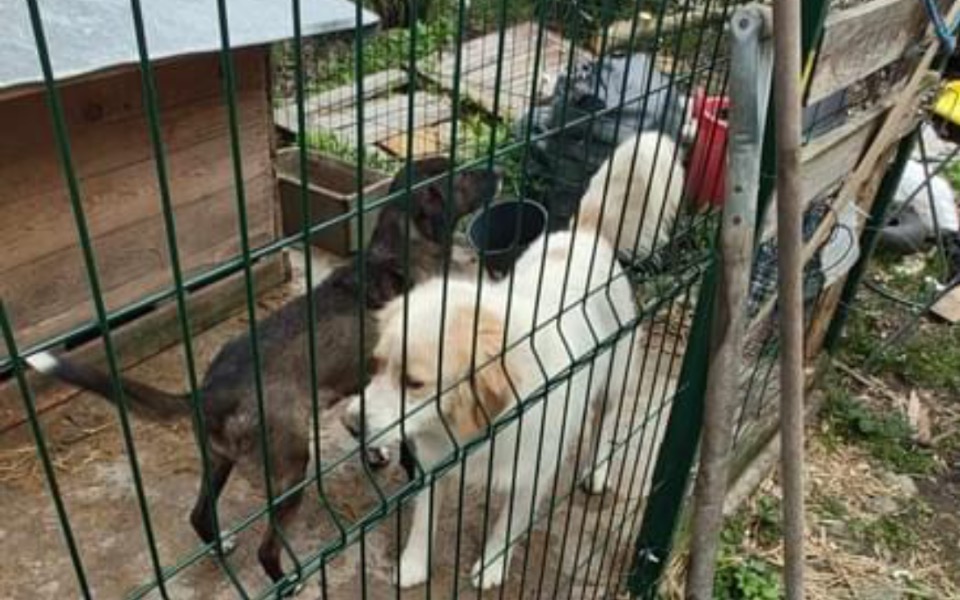 
        Zbiórka Transport dwóch piesków - zdjęcie główne
    