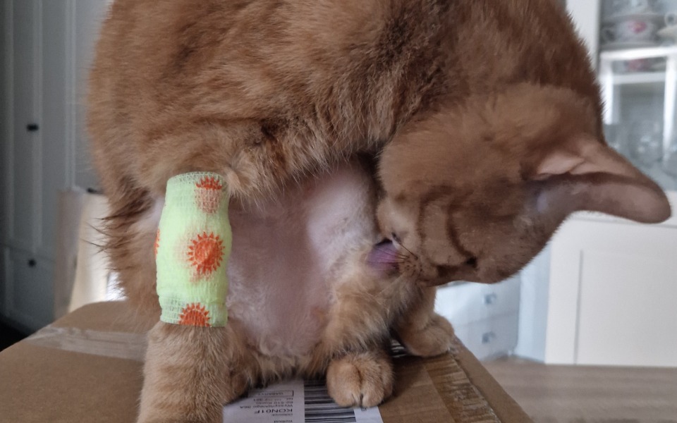 
        Zbiórka Na leczenie Harrego - zdjęcie główne
    