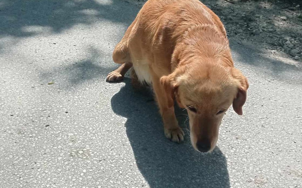 
        Zbiórka Ratujemy ciężarna sunie - zdjęcie główne
    