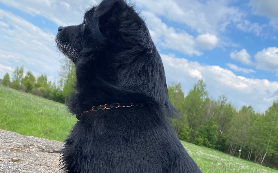 
        Czarny pies na tle zielonej trawy i nieba.
    