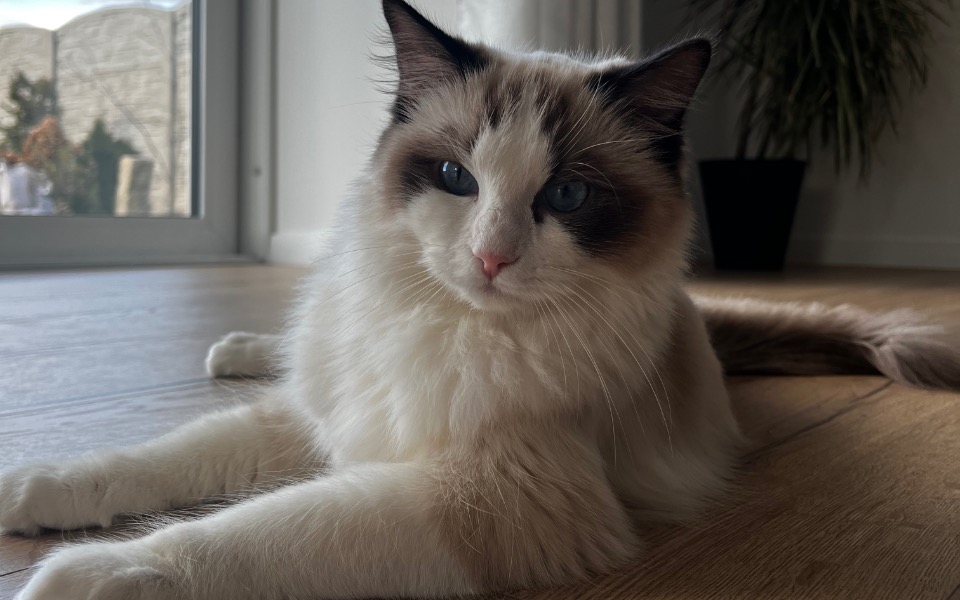 
        Zbiórka Ratujemy życie Tequili - zdjęcie główne
    