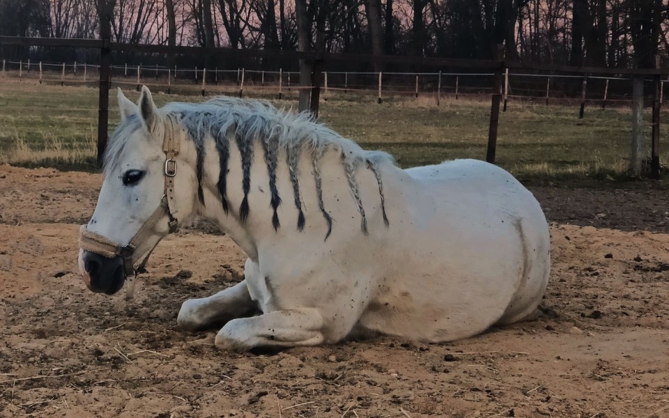 
        Zbiórka Leczenie klaczy Malwinki - zdjęcie główne
    
