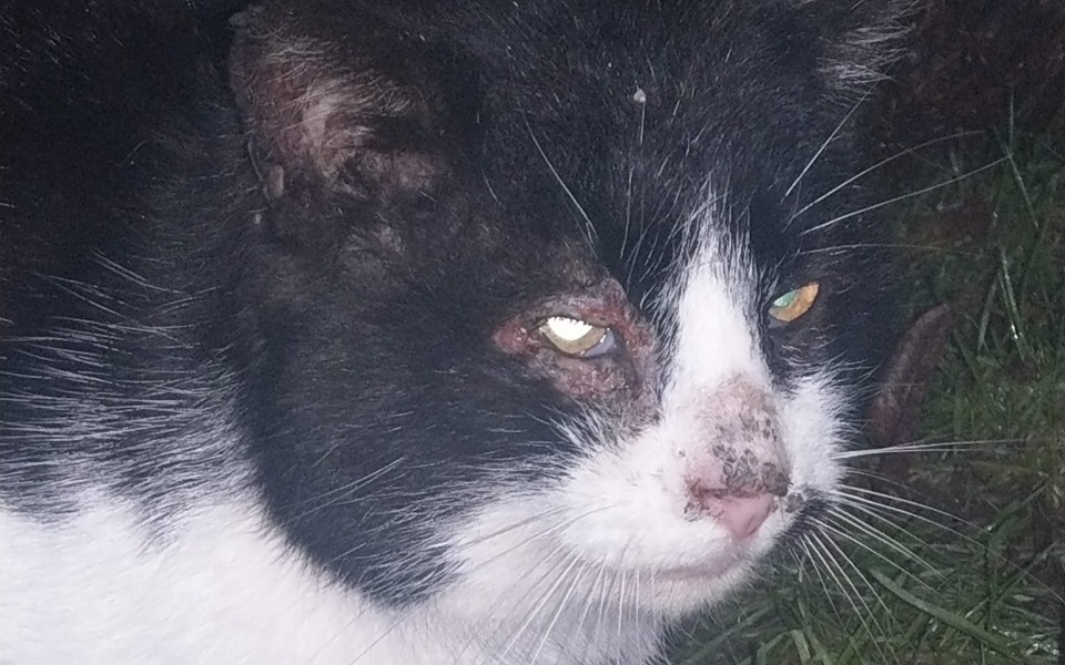 
        Zbiórka Na zęby dla 13-letniego zabijaki - zdjęcie główne
    