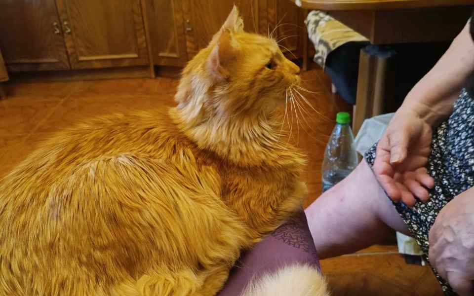 Zbiórka Leczenie kota Badima - zdjęcie główne