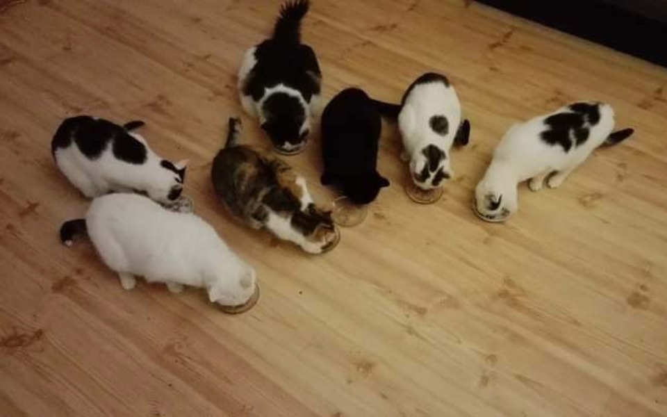 
        Zbiórka Nakarm z nami koty - zdjęcie główne
    