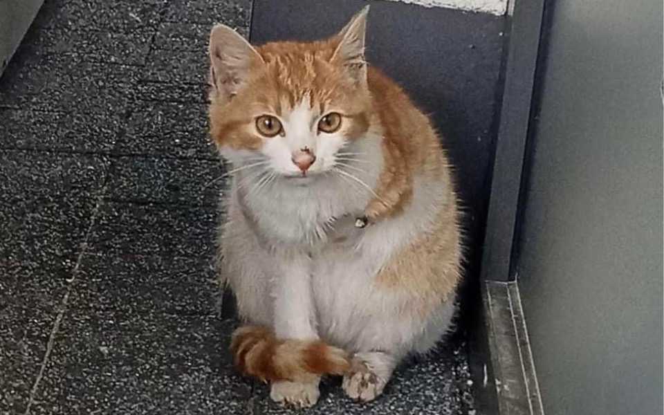 
        Zbiórka Potrzebna pomoc Kotek bez łapki - zdjęcie główne
    