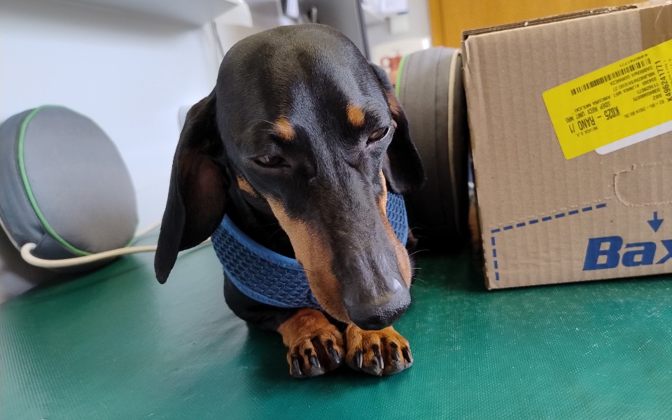 
        Dachshund w niebieskiej obroży, odpoczywający na stole weterynaryjnym.
    