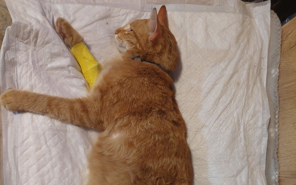 
        Zbiórka Operacja złamanie kości udowej - zdjęcie główne
    