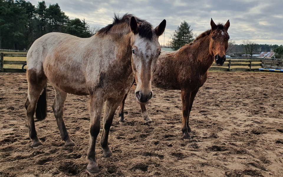 
        Zbiórka Na siano i owies dla Bąbelków - zdjęcie główne
    