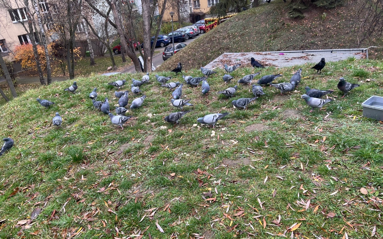
        Stado gołębi na zielonej trawie w parku.
    