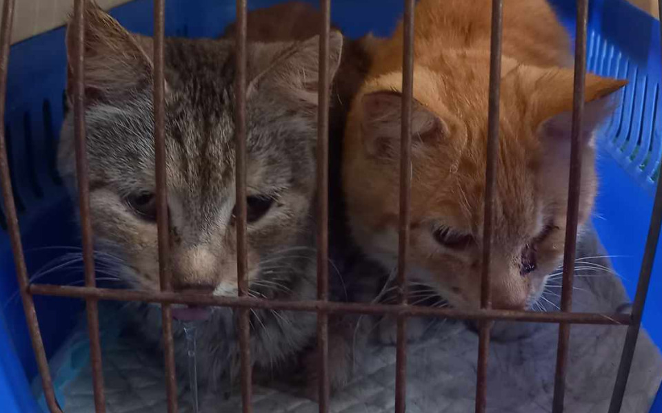 
        Zbiórka Dokarmiane kotki proszą o pomoc - zdjęcie główne
    