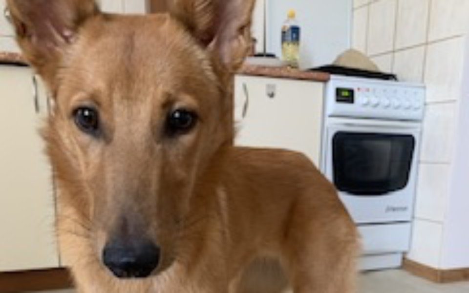 
        Zbiórka Operacja Kiary - zdjęcie główne
    