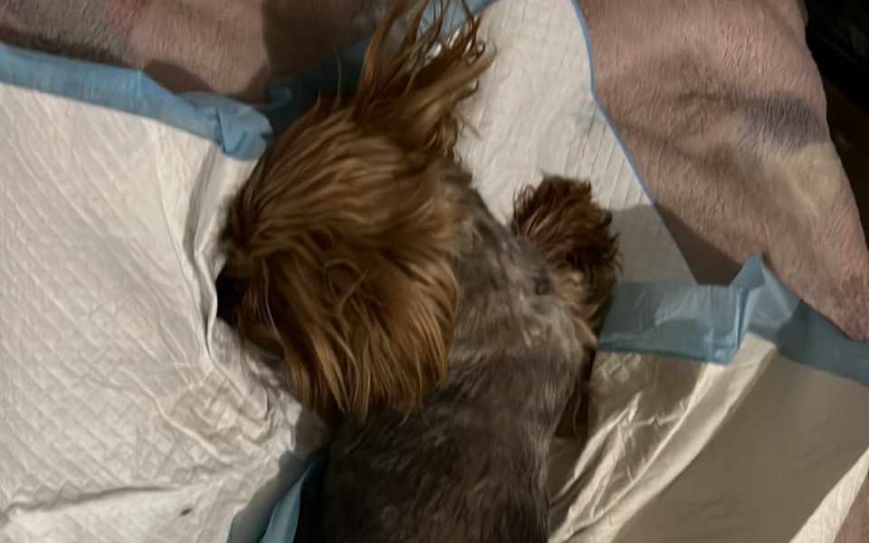 
        Zbiórka operacje lapki 8letniego yorka - zdjęcie główne
    