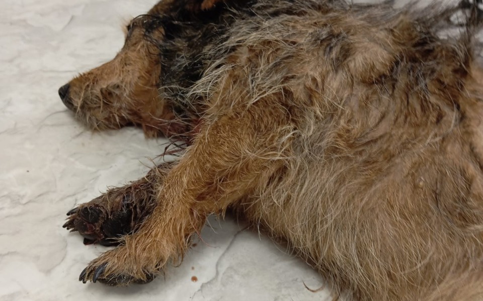 
        Zbiórka Zdążyć przed śmiercią.... - zdjęcie główne
    