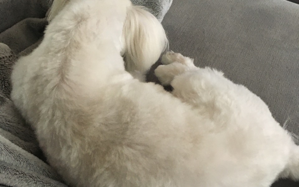 
        Zbiórka Na pomoc dla psa który ma 2 lata - zdjęcie główne
    