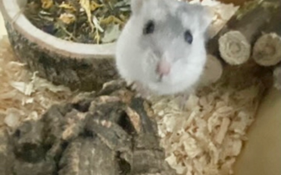 
        Zbiórka lepsze kółko i karma chomika - zdjęcie główne
    