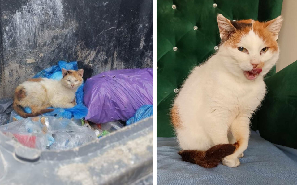 
        Zbiórka Kaczuszka kontra śmiertelny wróg - zdjęcie główne
    