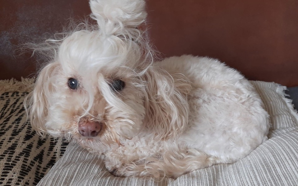 
        Zbiórka Operacja i leczenie Kalinki - zdjęcie główne
    