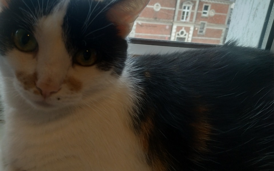 
        Zbiórka Na operację kamienia w pecherzu - zdjęcie główne
    