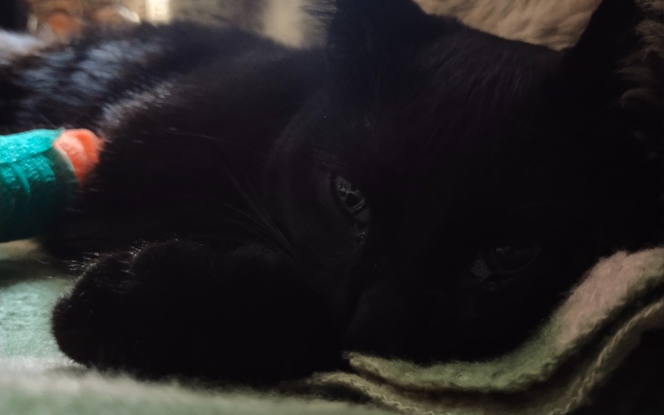 
        Zbiórka Operacja kociaka Salema - zdjęcie główne
    